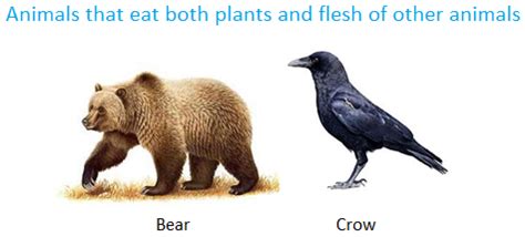 Food for Animals | Different Animals Eat Different Kinds of Food | Examples