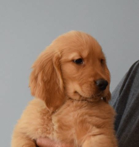 She was confiscated during a drug bust as a puppy and found a new home, but the owner fell ill and mya returned to the. Golden Retriever puppy dog for sale in Pandora, Ohio