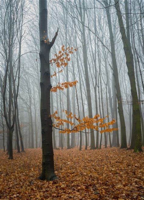 Fog In Colorful Autumn Forest Free Image Download