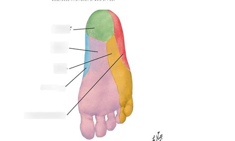 Plantar Foot Nerve Dermatome Diagram Quizlet The Best Porn Website