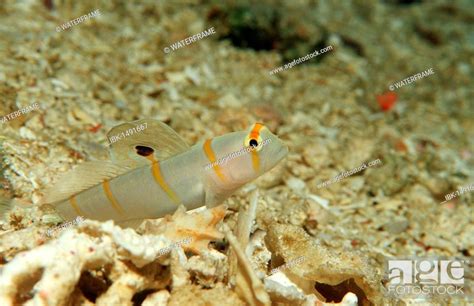 Randalls Shrimp Goby Or Orange Stripe Prawn Goby Amblyeleotris