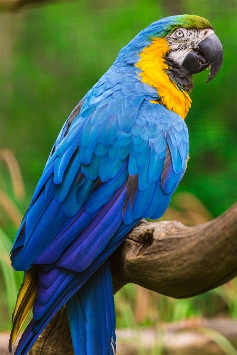 Blue And Yellow Macaw Free Stock Photo Public Domain Pictures