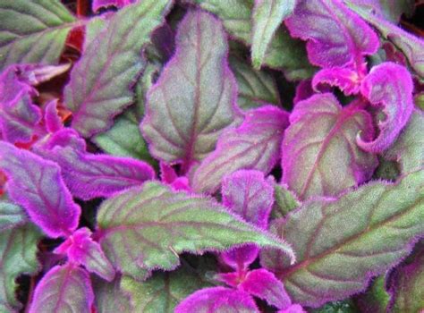 Protect from harsh winter winds and mulch annually with a generous layer of leaf mould. Alice In Delirium: How to Build a Tropical Terrarium