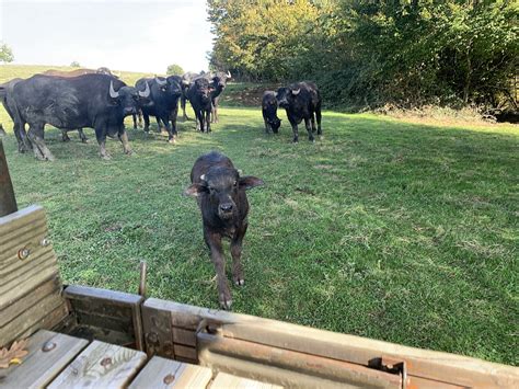 La ferme aux buffles et son restaurant vous proposent des produits issus de son élevage. la ferme aux buffles aignan 32001 gers tourisme