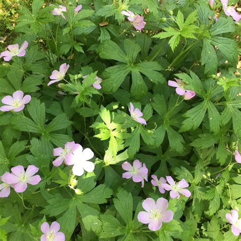 Wild Geranium Plant Profile Sylvan Gardens Landscape Contractors