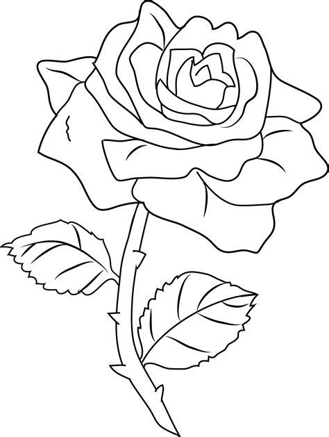 Free Line Drawing Of A Rose Download Free Line Drawing Of A Rose Png