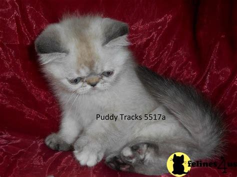 Exotic Shorthair Kitten For Sale Beautiful Tortie Lynx Point Exotic