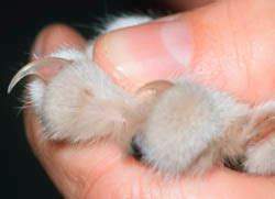 Some people think their dogs' dewclaws should be removed. Clipping Your Cat's Claws