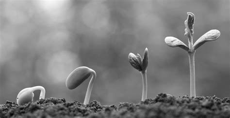 Grow