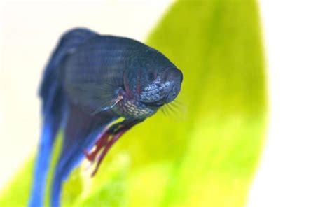 Betta Fish Poop 21 Things You Should Know Betta Fish Diseases
