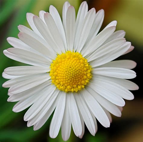 Lexicolatry: Daisy - The Day's Eye