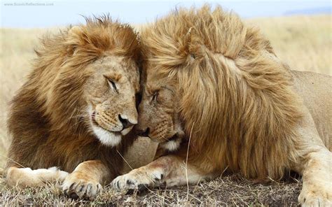 Brotherly Love Lions Desktop Wallpaper Brotherly Love Flickr