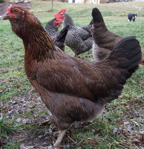 Pam S Backyard Chickens Breed Profile Ameraucana