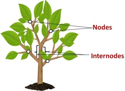 Class 6 Getting To Know Plants Notes For Cbse Science