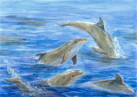 Black Sea Dolphins Tursiops Truncatus Ponticus By Liris San Glaucus