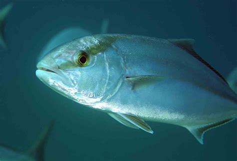 Fishing Closes Aug 25 For Greater Amberjack In Gulf State Waters