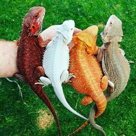 Animals Pets Cute Reptiles Bearded Dragon Colors Animals
