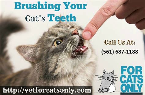 And without anesthesia, a cleaning is inadequate because no dog on earth will permit cleaning below the gum line while conscious, and that is exactly where bacteria like to hide. Feline Surgery in West Palm Beach, FL | Dog teeth, Dog ...
