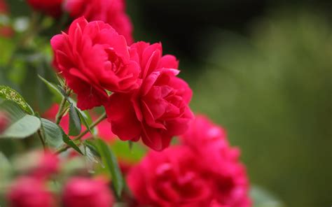 Photo Bokeh Red Roses Flower 3840x2400