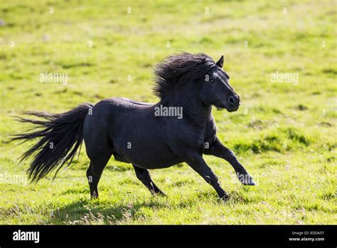 Shetland Pony Black Stallion Galloping Pasture Fetlar Shetlands Stock
