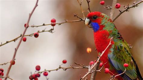 Juvenile Crimson Rosella Australian Parrots Beautiful Birds Birds
