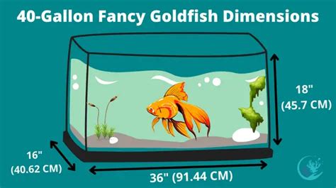 Dive Into The World Of Goldfish With Our Top 10 Goldfish Types List