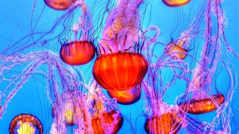 24 Fascinantes Curiosidades Sobre Las Medusas
