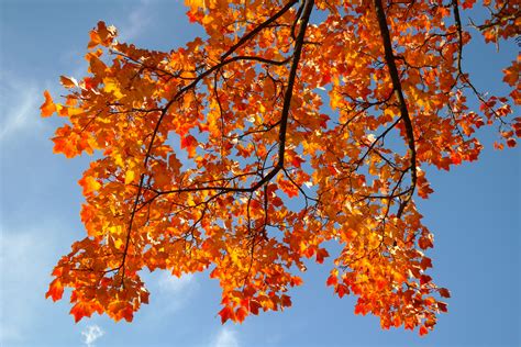 Free Images Nature Branch Sky Sunlight Season Maple Tree Maple