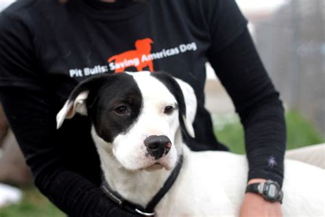 5 Amazing Pit Bull Rescue Groups Fighting For Change One