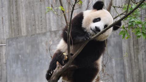 Panda Poop Reveals Theyre Bad At Digesting Bamboo Cbs News