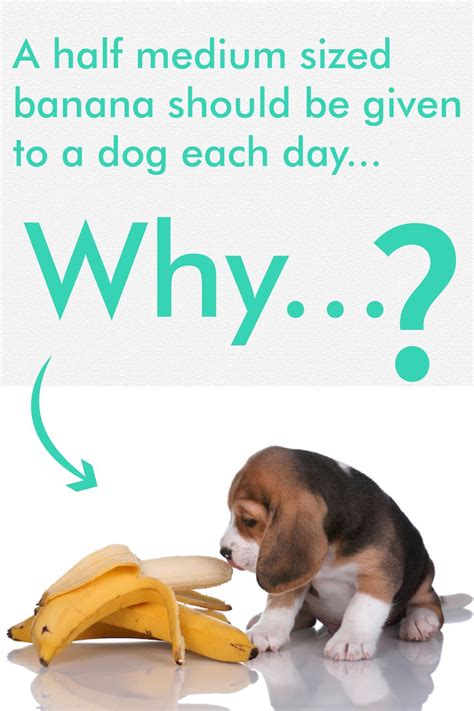 Yes, dogs can have bananas. How much quantity of banana good for dogs? | Bananas for ...
