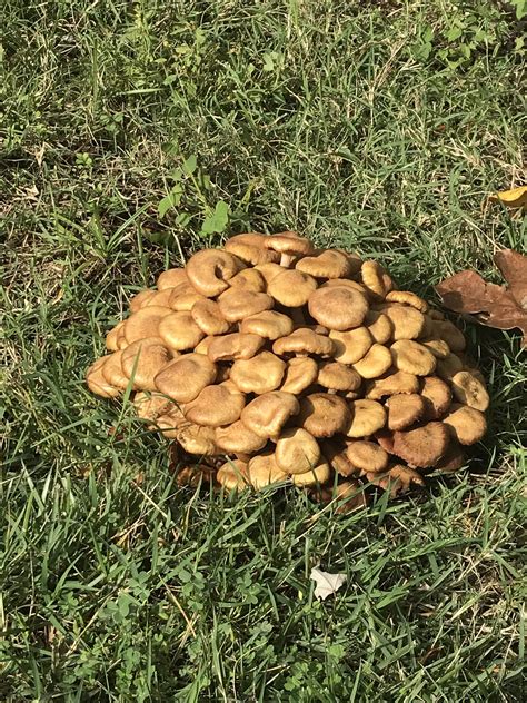 This Large Cluster Of Mushrooms On My Lawn Rmildlyinteresting