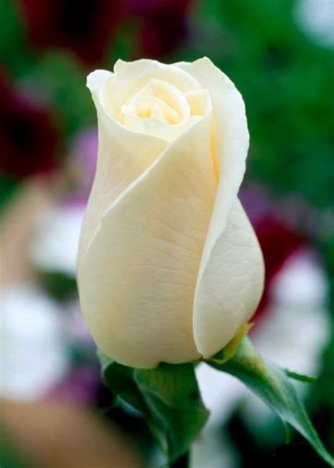 Beautiful Single White Rose Image Picture White Rose Buds 750x1051