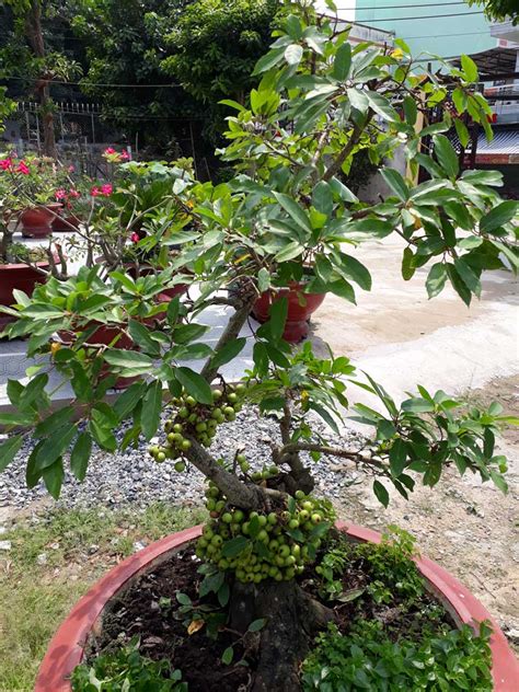 Cây Sung Có Tên Khoa Học Là Ficus Racemosa Thuộc Họ Moraceea