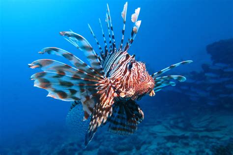The Marine Invasion Of The Lionfish Ocean Tales One Ocean Foundation