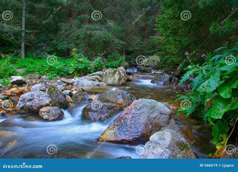 Stream Rushing In The Forest Stock Image Image Of River Fresh 566619