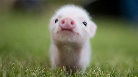 Varkentje Cute Animals Cute Pigs Baby Pigs