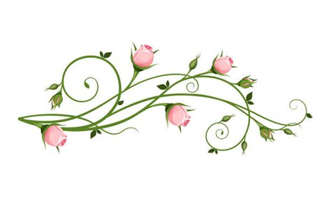 2000 Rose Vine Stock Illustrations Royalty Free Vector Graphics