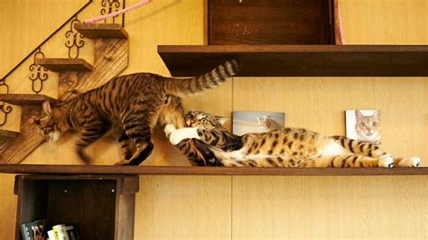 25 Funny Photos Showing Why Two Cats Are Better Than One Bouncy Mustard