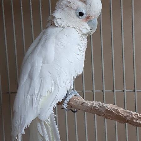 Is that a reasonable price to expect to.pay for a goffin's? Goffin Cockatoo #183038 for sale in Webster, NY