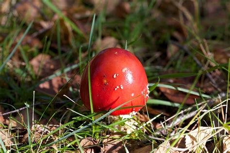 Bright Red Cap Mushroom The New Forest Flickr Photo Sharing