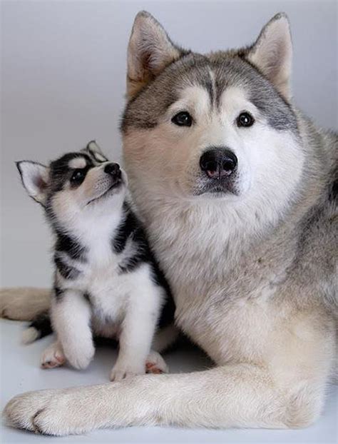 Cute And Funny Pictures And More Siberian Husky With Its