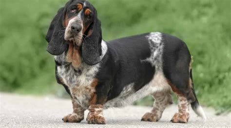 Basset Hound Breed Information Facts Traits Pictures And More