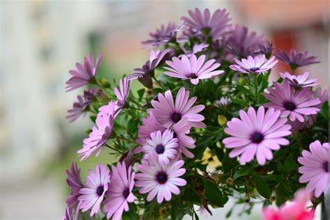 flores moradas ¿por qué se regalan el 9 de octubre cambio zeta