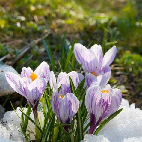 Flowers Purple Crocus In The Snow Stock Photo Image Of Light Grow