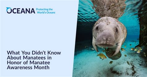 What You Didnt Know About Manatees In Honor Of Manatee Awareness Month