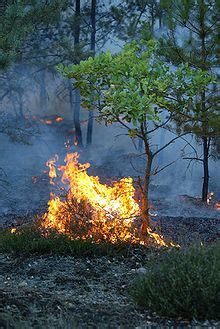 Od pioruna powstaje około 1% pożarów. Pożary lasów - Wikipedia, wolna encyklopedia