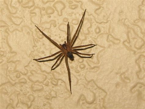 Brown Recluse Fiddleback Or Violin Spider On My Wall Flickr