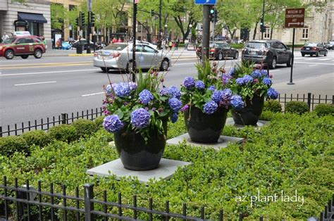Beautiful Container Plantings Along The Streets Of Chicago Birds And