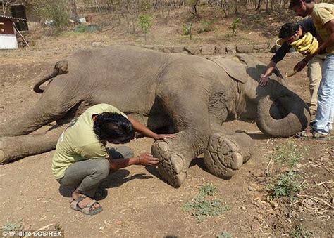 Year Old Elephant In India Who Had Only Known A Life Of Pain Freed